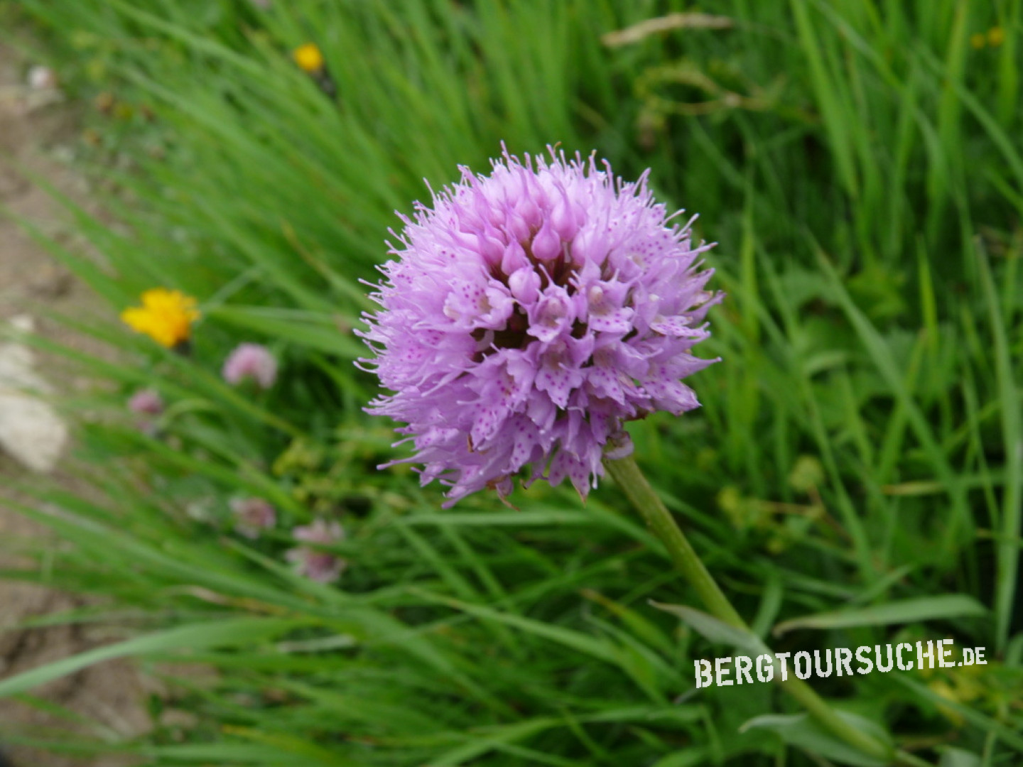 Kugelorchis (Alpen-) - bergtoursuche.de
