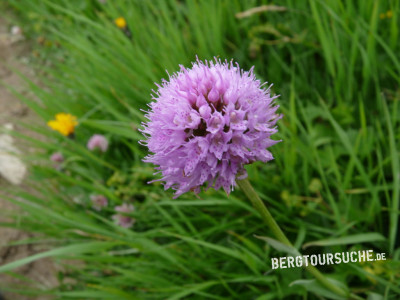 Kugelorchis (Alpen-)