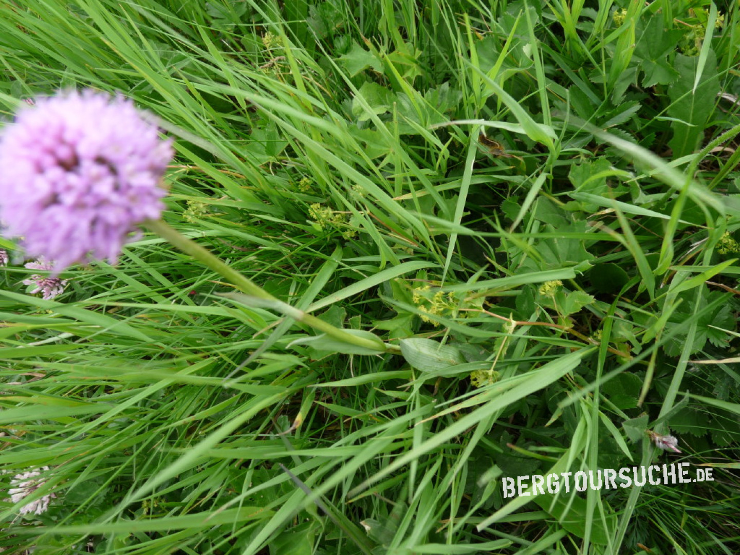 Kugelorchis (Alpen-) - bergtoursuche.de