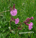 Lichtnelke (Rote- oder Rotes Leimkraut)