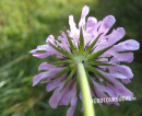 Scabiose