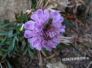 Scabiose