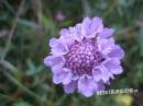 Scabiose