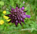 Scabiose