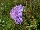 Scabiose