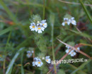 Augentrost (Scheckiger-)
