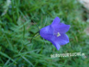 Glockenblume (Scheuchzers)