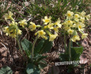 Schlüsselblume (hohe)