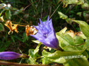 Enzian (Schwalbenwurz-)