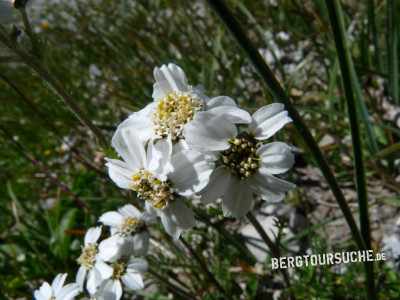 Schafgarbe (Schwarzrandige-)