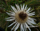 Distel (Silber-  auch Stengellose Ebenwurz)