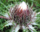 Distel (Silber-  auch Stengellose Ebenwurz)