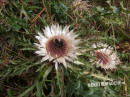 Distel (Silber-  auch Stengellose Ebenwurz)