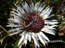 Silberdistel (Samenstand der -) 