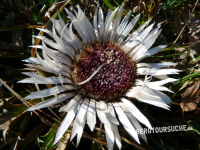 Silberdistel (Samenstand der -) 