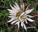 Distel (Silber-  auch Stengellose Ebenwurz)