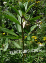 Türkenbund (Türkenbundlilie)
