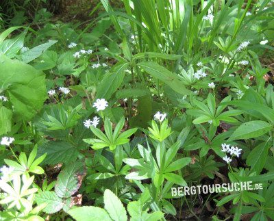 Waldmeister