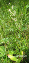 Breitkölbchen (Weißes- auch weiße Waldhyazinthe)