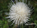 Distel (Weiße Alpen-)