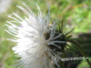 Distel (Weiße Alpen-)