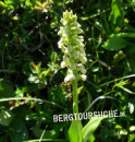 Weißorchis