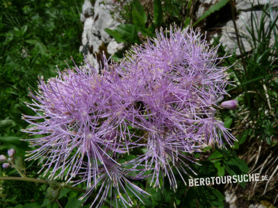 Wiesenraute (Akeleiblättrige-)