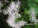 Wiesenraute (Akeleiblättrige-)