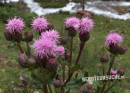 Distel (wollköpfige Kratz-)