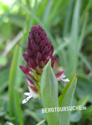 Kohlröschen (Zweifarbiges- oder Cornelia-)