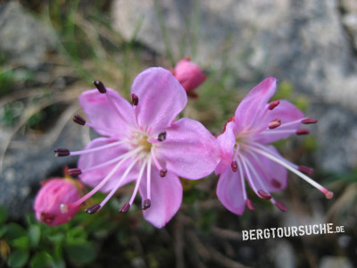 Alpenrose (Zwerg-)