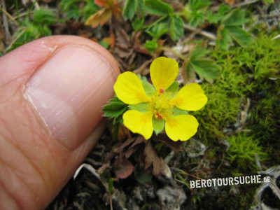 Fingerkraut (Zwerg-)